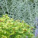 LeJardindeMmeDeville (3)
